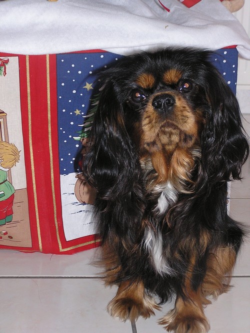 Cavalier king charles